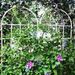 4 Pack Metal Garden Trellis 71" X 19.7" Rustproof Trellis For Climbing Plants Outdoor Flower Support Cream White_maomaolike.com