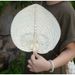 Handmade Traditional Chinese Mosquito Repellent Cooling Summer, Essential For Babies And Elderly, Ancient Style Fan_maomaolike.com