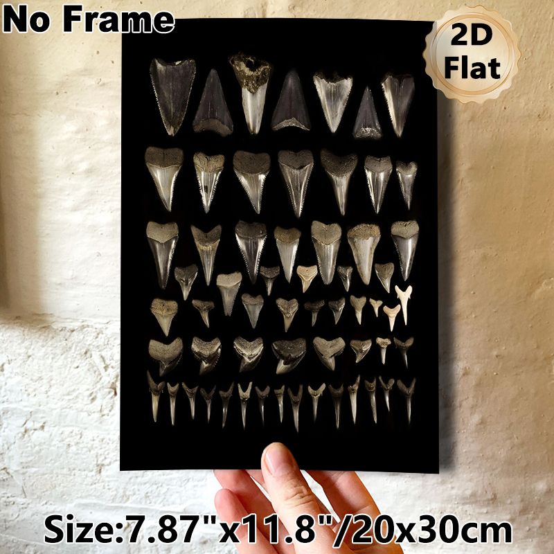 Shark Tooth Collection Painting Poster, Vintage Monochrome Arranged Shark Teeth Display Poster, Unique Natural-themed Decor Ideal For Home Study_maomaolike.com