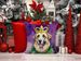 Anatolian Shepherd Dog King Of Mardi Gras Throw Pillow Machine Washable, Indoor Outdoor Decorative Pillow For Couch, Bed Or Patio, 14Hx14W_maomaolike.com