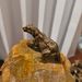 Copper-Plated Leopard Crocodile Antique Bear Overlord Lion Animal Small Figurine Wholesale_maomaolike.com