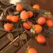 Factory Direct Sale Artificial Fruit Branch Fake Persimmon Flower Arrangement Hotel Homestay Living Room Window Display_maomaolike.com