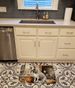 Boxer Fall Kitchen Pumpkins Memory Foam Kitchen Mat Machine Washable Anti-Fatigue Mat Cushion Comfort Bath Mat Or Kitchen Rug_maomaolike.com