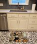 Pomeranian Fall Kitchen Pumpkins Memory Foam Kitchen Mat Machine Washable Anti-Fatigue Mat Cushion Comfort Bath Mat Or Kitchen Rug_maomaolike.com