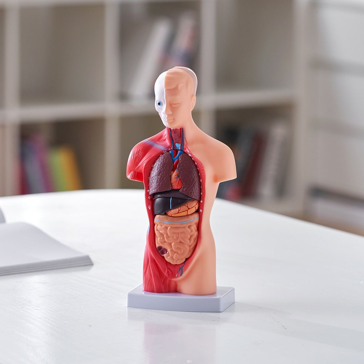 Human Body Model, 15 Parts 11 Inch, Human Torso Anatomy Model Anatomical Skeleton Model With Removable Organs, Educational Teaching Tool For Students Science Learning School Education Display_maomaolike.com