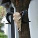 Bone-Inspired Bull Head Hanging Ornament-Resin Craft,Lifelike Details,North American Style_maomaolike.com