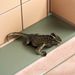 Solid Antique-Style Lizard Pet Ornament Handheld Play Piece Creative Retro Small Animal Desktop Tea Table Decoration_maomaolike.com