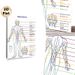 Meridian Chart Painting Poster, Clear Color-coded Human Meridian Map Poster, Informative Reference For Traditional Chinese Medicine Learning, Suitable_maomaolike.com