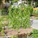 71 X 71 Inch U-Shaped Tall Garden Arched Trellis For Climbing Plants_maomaolike.com