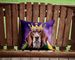 American English Coonhound King Of Mardi Gras Throw Pillow Machine Washable, Indoor Outdoor Decorative Pillow For Couch, Bed Or Patio, 14Hx14W_maomaolike.com