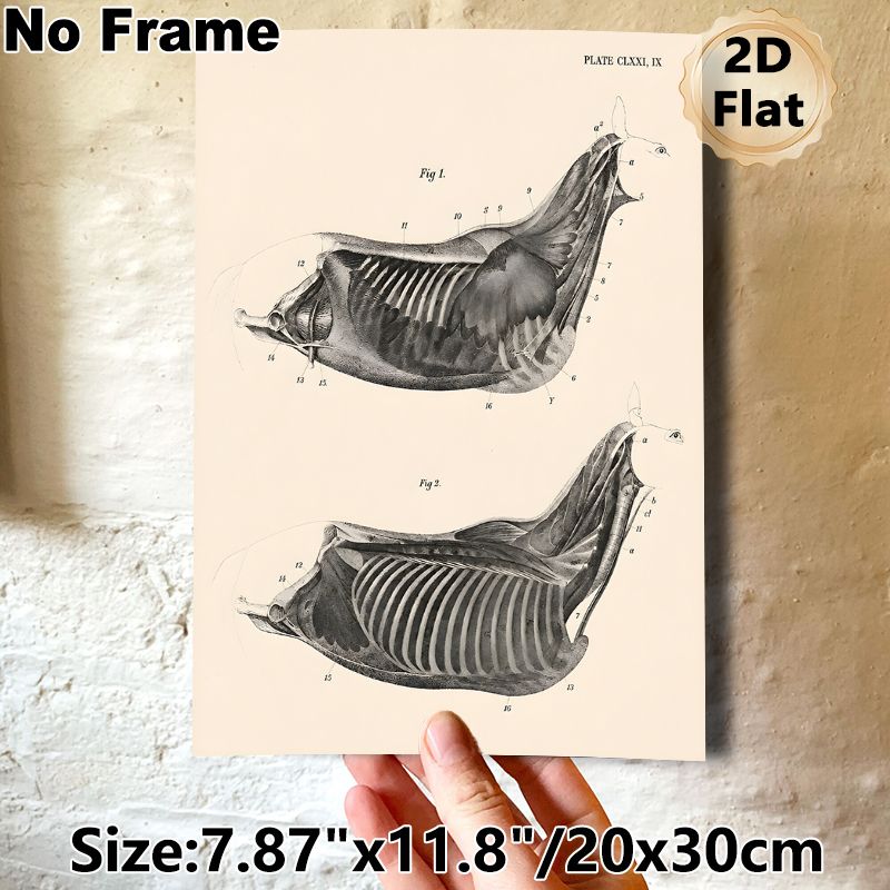 Equine Thoracic Anatomy Painting Poster, Vintage Monochrome Labeled Equine Chest Muscle & Skeletal Illustration Poster, Informative Medical Artwork_maomaolike.com