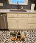 Boykin Spaniel Fall Kitchen Pumpkins Memory Foam Kitchen Mat Machine Washable Anti-Fatigue Mat Cushion Comfort Bath Mat Or Kitchen Rug_maomaolike.com
