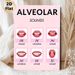 Alveolar Sounds Educational Painting Poster, Clear Illustrated Phonetics Poster, Visual Reference For English Pronunciation Learning, Suitable For_maomaolike.com