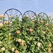 4 Pack Metal Garden Trellis 86.7" X 19.7" Rustproof Trellis For Climbing Plants Outdoor Flower Support Peacock Style Black_maomaolike.com