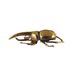 Cross-Border Hot-Selling Small Gift Brass Solid Long Halberd Big Bug Desktop Tea Pet Vintage Decoration Free Shipping_maomaolike.com
