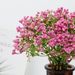 Artificial Nordic INS Bride Handheld Bouquet Wedding Decoration Foam Gypsophila Living Room Decorative Flower_maomaolike.com