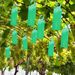 10-20PCS Catcher Boards With Windproof Hook Orchard Greenhouse Strong Adhesive Sticky Traps Bugs Flying Insect Sticker_maomaolike.com