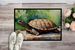Turtles Tortoises Doormat Front Door Mat Indoor Outdoor Rugs For Entryway, Non Slip Washable Low Pile, 24H X 36W_maomaolike.com
