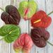 Meichun Green Plant Home Single Small Anthurium Arrangement Accessories Soft Glue Artificial Flower_maomaolike.com