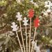 50Pcs Disposable Bamboo Snowflake Tail Picks Buffet Food Fruit Forks For Christmas Halloween Party Decor_maomaolike.com