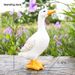 Outdoor Simulation Animal Drinking Water Spray Resin Duck Ornament Decoration Garden Courtyard Rockery Pond Landscape_maomaolike.com