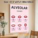 Alveolar Sounds Educational Painting Poster, Clear Illustrated Phonetics Poster, Visual Reference For English Pronunciation Learning, Suitable For_maomaolike.com