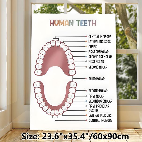 Human Teeth Educational Painting Poster, Clear Labeled Minimalist Poster, Informative Dental Anatomy Reference Ideal For Dental Clinics, Study Spaces_maomaolike.com