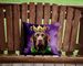 Labrador Retriever King Of Mardi Gras Throw Pillow Machine Washable, Indoor Outdoor Decorative Pillow For Couch, Bed Or Patio, 14Hx14W_maomaolike.com