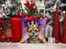 Border Terrier King Of Mardi Gras Throw Pillow Machine Washable, Indoor Outdoor Decorative Pillow For Couch, Bed Or Patio, 18Hx18W_maomaolike.com