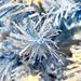 6FT Pre-Lit Hinged Artificial Fir Chritmas Tree, Snow Flocked Artificial Holiday Christmas Tree W/750 Branch Tips_maomaolike.com