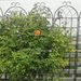 2 Pack Metal Garden Trellis 71" X 19.7" Rustproof Trellis For Climbing Plants Outdoor Flower Support Black_maomaolike.com