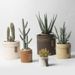 Nordic INS Ceramic Flower Succulent Plant Pot Modern Simple Personality Green Radish Rose Vintage Straight Cylinder_maomaolike.com