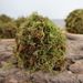 High-Quality Dry Water Moss Butterfly Orchid Succulent Dendrobium Nutrient Soil Fertilizer Seedling Grafting Turtle_maomaolike.com