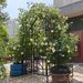 Metal Garden Arch With Gate W58.07*H97.24 Climbing Plants Support Rose Arch Outdoor Black_maomaolike.com