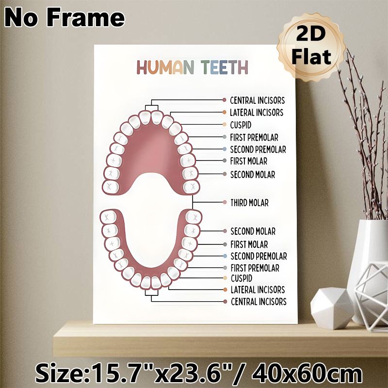 Human Teeth Educational Painting Poster, Clear Labeled Minimalist Poster, Informative Dental Anatomy Reference Ideal For Dental Clinics, Study Spaces_maomaolike.com