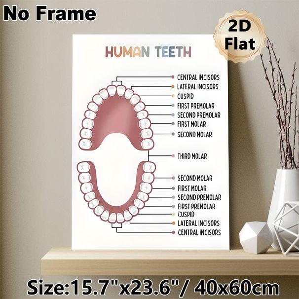 Human Teeth Educational Painting Poster, Clear Labeled Minimalist Poster, Informative Dental Anatomy Reference Ideal For Dental Clinics, Study Spaces_maomaolike.com