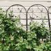 4 Pack Metal Garden Trellis 86.7" X 19.7" Rustproof Trellis For Climbing Plants Outdoor Flower Support Dragonfly Deco Black_maomaolike.com