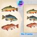 Vintage Fish Painting Poster, Detailed Hand-drawn Colorful Freshwater Fish Poster, Brings Natural Rustic Charm, Ideal For Living Room, Study Or_maomaolike.com
