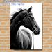 Black Horse Painting Poster, Monochrome Sleek Equine Portrait Poster, Elegant Minimalist Equine Artwork, Suitable For Living Room, Study And_maomaolike.com