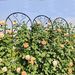 2 Pack Metal Garden Trellis 86.7" X 19.7" Rustproof Trellis For Climbing Plants Outdoor Flower Support Peacock Style Black_maomaolike.com