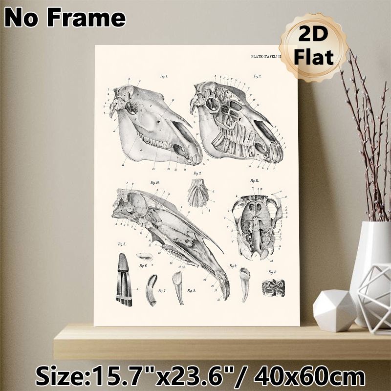 Equine Skull Anatomy Painting Poster, Vintage Detailed Black-and-White Anatomical Illustration Poster, Informative Educational Decor Suitable For_maomaolike.com