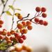In Stock Fortune Fruit Home Indoor Dining Table Holly Berries Acacia Beans Decorative Artificial Flowers Red Fruits_maomaolike.com