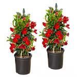 Costa Farms Mandevilla Teepee Flowering Plant In Nursery Pot, 2-pack_maomaolike.com