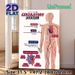 Circulatory System Painting Poster, Informative Clear Labeled Anatomical Illustration Poster, Educational Design To Learn Human Circulatory Structure_maomaolike.com