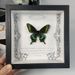 Simulation Butterfly Specimen European Style Decorative Painting DIY Photo Frame Desktop Home Decoration Birthday Gift_maomaolike.com