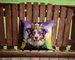 Australian Shepherd King Of Mardi Gras Throw Pillow Machine Washable, Indoor Outdoor Decorative Pillow For Couch, Bed Or Patio, 14Hx14W_maomaolike.com