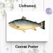 Salmon Themed Painting Poster, Vintage Detailed Salmon Illustration Poster, Realistic Aquatic Artwork, Suitable For Coastal-themed Spaces, Dining_maomaolike.com