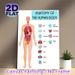 Human Body Anatomy Painting Poster, Detailed Labeled Human Organ Chart Poster, Informative Educational Decor For Study Rooms, Medical Learning Spaces_maomaolike.com