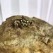 Creative Copper-Plated Small Jurassic Dinosaur Tea Pet Realistic Hand-Made Model Home Decoration Ornament_maomaolike.com