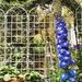 2 Pack Metal Garden Trellis 86.7" X 19.7" Rustproof Trellis For Climbing Plants Outdoor Flower Support Cream White_maomaolike.com
